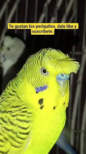 Hermoso periquito Texas 🦜#shortsvideo #viralvideo #birds #viralshorts #parrot