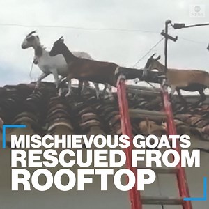 "We have never rescued goats from a roof before.” Firefighters helped rescue a group of wild goats that somehow ended up on top of a house in northern Colombia. Officials say the goats were uninjured and safely released back into the wild. https://abcn.ws/3eSMnkt | ABC News