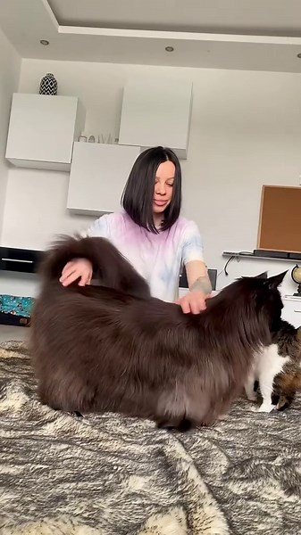 Maine Coon Cat Care Tips and Love