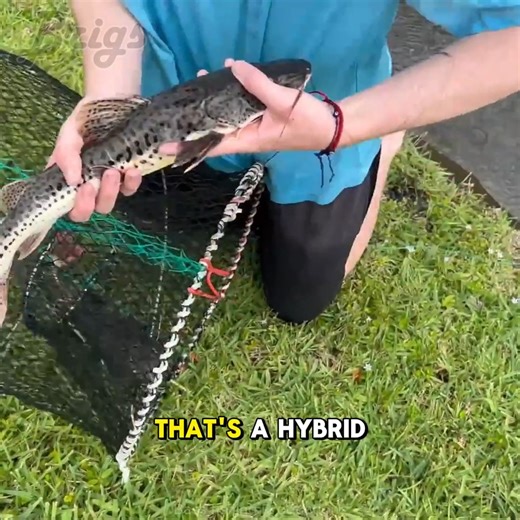67K views · 1.7K reactions | 24 Hour Fish Trap Catches The Pond Monster! #fishtrap #exoticfish #catfish #fishpond #monsterfish | Brigs Fishing Team | Facebook