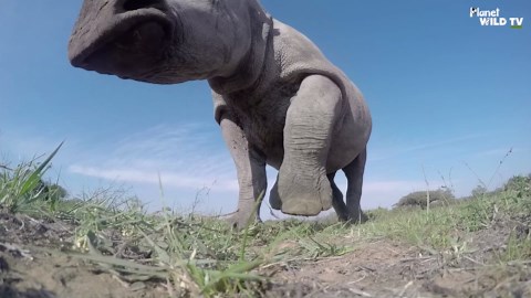 Charging Rhinos Caught on Camera!
