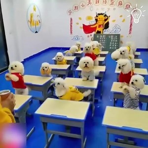 66K views · 297 reactions | Introducing the most adorable puppies of the day 梁  | Amazing Reviews | Facebook