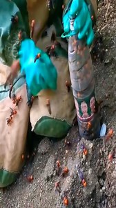 #bee #nature #bees #honey #macro #savethebees #flowers #beekeeping #naturephotography #beekeeper #honeybee #beesofinstagram #insects #photography #insect #flower #beehive #honeybees #biene #macrophotography #love #bumblebee #bienen #pollen #garden #honeycomb #art #pollinators #naturelovers #beekeepers | 10M