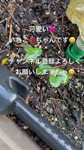 Strawberries 🍓 #short #shorts #shortvideo #homegarden #field #vegetables #hobby #vegetablegrowing...