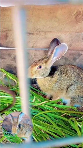 cute 🥰 rabbit 🐇🐰#rabbit #loverabbit #etingthalives #wildlife #lifeanimal