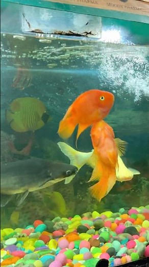 🐟 Fish Playing in Aquarium | Relaxing & Beautiful Fish Moments 🐠