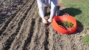 Easily make multiple, evenly spaced garden rows with our Hoss Tools Row Maker. Adjustable row spacing from 6 in. to 4 ft. #growyourownfood | Hoss