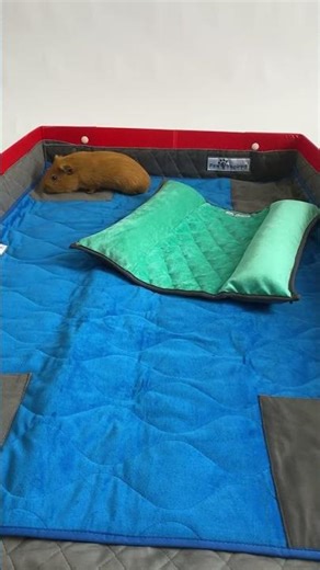 Guinea pig does some online shopping