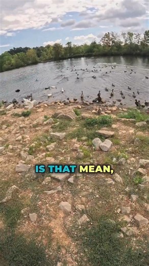 Scared Geese React to Biker in Helmet | Sandy Boothe