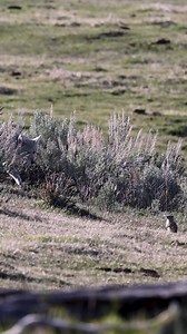 364K views · 2.6K reactions | This was a cool interaction. The coyote...