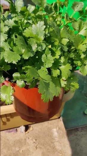 How to Grow Coriander at Home #gardening #terracegardening #dhaniya #coriender #vegetablegarden