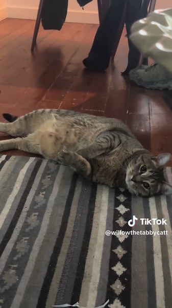 Willow being xtra cute 2day