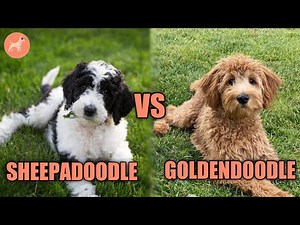 Goldendoodle VS Sheepadoodle: Complete Dog Breed Comparison