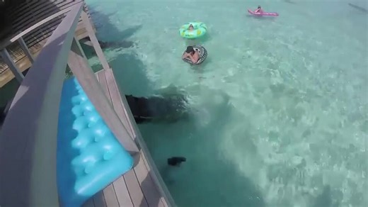 Guy Carrying Drinks Slips on Ladder and Falls Into Ocean