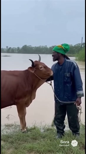 Man pull cow from flood water 😊