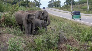 Study shows saving elephants helps us fight climate change