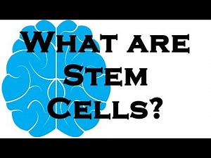 What are Stem Cells?