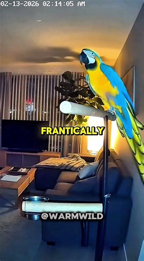 His Parrot Wouldn’t Stop Screaming at 3AM… Then His Dog Did THIS 🦜🐕
