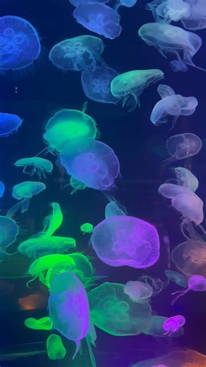 50K views · 774 reactions | Jellyfish at the Tennessee Aquarium are simply mesmerizing. 謁 | WZTV FOX 17 News, Nashville | Facebook
