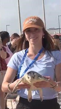 28 Sea turtles rescued from the cold, released Mississippi's Gulf Coast
