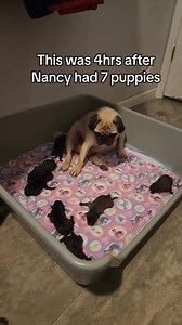 1.4M views · 19K reactions | Willow pugs | Grace Farm Senior Pug Sanctuary | Facebook