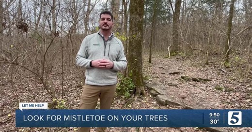 Let Me Help: Look for mistletoe on your trees