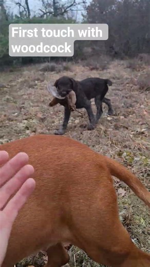 German wirehaired pointer first touch with woodcock in the field 3MO #woodcockhunting #hunting
