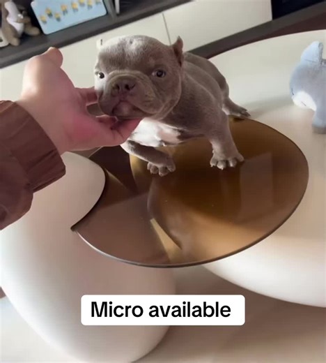 #americanbully #xlbully #pocketbully #puppy #micropuppy #massfollowing🔥🔥