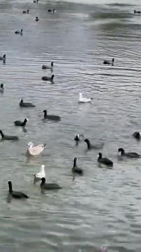 71K views · 2K reactions | Fulica atra #fochacomun #foulique #coot #fologa #nature #outdoors #wild | Duckhuntingg | Facebook