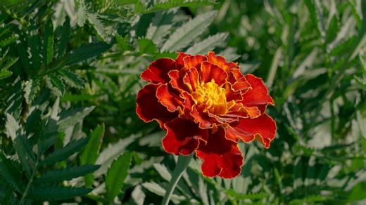 Lafayette College has proudly partnered with leading home gardening brand Burpee on a vibrant variation of marigolds—aptly named the Marquis Marigold—in honor of the College’s namesake. As Lafayette turns 200 next year, Burpee Gardening will be celebrating 150 years of offering high-quality non-GMO seeds, plants, and supplies with the goal of inspiring and enabling gardeners to succeed. “2026 will be special for Lafayette and Burpee,” says Jamie Mattikow ’86, Burpee president and CEO, and Lafaye