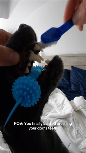 POV: you finally started brushing your dog’s teeth #dog #petcare #petlover #dogs #dogshorts