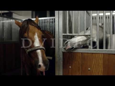 Two horses kissing in stables. Two horse kissing together. Brown and white horse are kissing