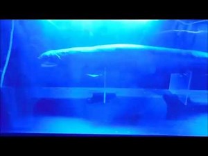 Frilled shark living fossil at Awashima Marine Park, Izu, Japan