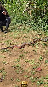 Olha o tamanho dessa Surucucu pico de Jaca! #curiosidades #animais #cobra #Surucucu | Aventuras da Princesa das Serpentes
