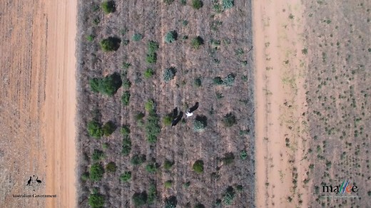Four years, 48,000 new trees, 200 hectares of land. The Mallee CMA, the Australian Government and landholders working together to make the Mallee muc | Mallee Catchment Management Authority