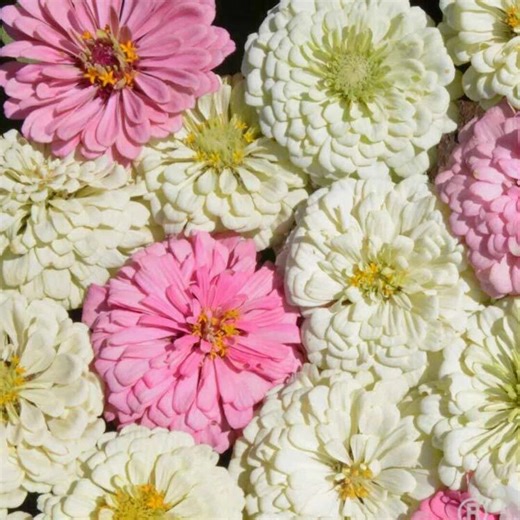 Zinnia Blushing Bride Seeds 200 | Soft Pink Mix | Cut Flowers Pollinators Non-gmo - Etsy