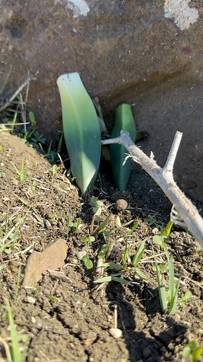 43K views · 219 reactions | Ginger bird 﫣 #norway #birdslover #naturelovers #wildife #peacefull #relaxing #sound #song #sang #eats #spiser #chant | Birds Black | Facebook