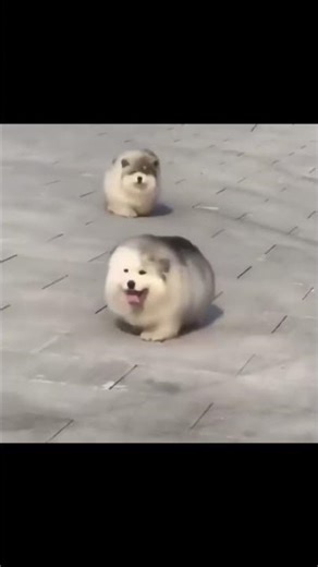 )Dog FALLS… then does the CUTEST comeback ever (@cute_animal_video