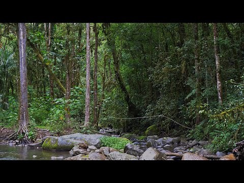 Jungle Sounds - Sounds of the Costa Rican rainforest