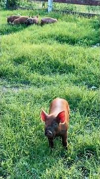 Why Farmers Love These Moments #Farm #Piglets