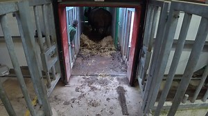 21K views · 266 reactions | Earlier this month we announced female Indian Rhino Maya's arrival. But are you wondering how she got to the park? Check out Maya arriving into the park. bit.ly/FWPMaya | Fota Wildlife Park | Facebook