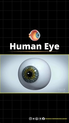The Doctorpreneur Academy on Instagram: "The eye works like a natural camera. 👁️ Light enters through the cornea and lens, and the retina sends the signals to your brain. That’s how we see colors, shapes and everything around us. 🌈📸 Even tiny changes in the eye can affect how clearly we see. Regular checkups help keep your vision sharp and healthy. 👨‍⚕️✨ #eyehealth #visioncare #medfacts #retina #doctorscontent"