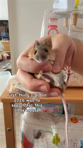 🐹👑Kiko and Reya🐁 on Instagram: "The first thing I did in 2026 at 6am in the morning was to search for a lost mouse as Reya escaped. I emptied the closet, ransacked my kitchen and couldn’t find her even after searching for almost an hour. Then, she just appeared in the middle of the living room, looking up at me like nothing happened, and waiting for me to carry her home. As usual, she squirmed into her favourite signature awkward position😆😂 Happy New Year everyone😅❤️🐁. #hamster #mouse #cu