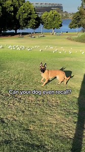 10K views · 118 reactions |  | Dog Sense Training and Behaviour | Facebook