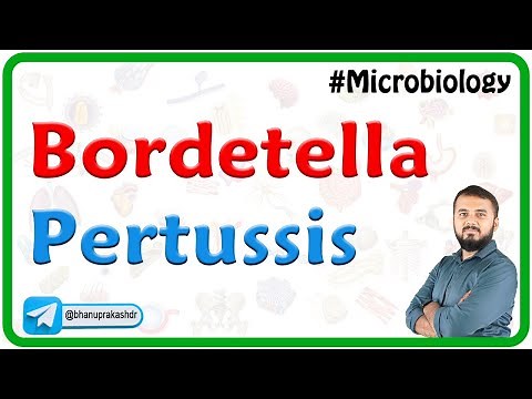 Bordetella pertussis : Microbiology | USMLE Step 1