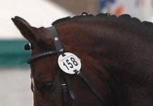 Equine neck pain - Horse & Hound