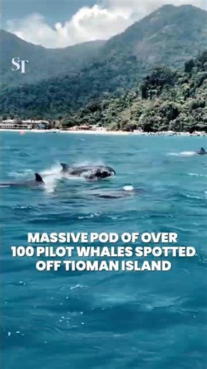 Massive pod of over 100 pilot whales spotted off Tioman Island