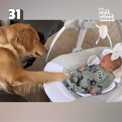 344K views · 4.9K reactions | Prepare your heart to be warmed beyond what you thought possible with the cutest animals of 2023! 凉 | The Pet Collective | Facebook