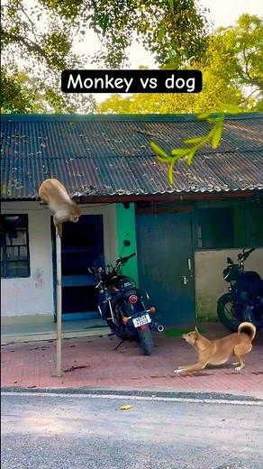 Monkey vs dog 👊 #shorts #yt #ytshorts #ytshortsindia