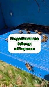 🐝 Uno spettacolo all’ingresso dell’arnia! Da un lato le api sono impegnate a ventilare, creando un flusso d’aria per rinfrescare l’alveare 🌬️🍯 Dall’altro lato, perfettamente coordinate, lasciano lo spazio alle bottinatrici per atterrare con il loro prezioso carico di nettare 🌸. Un’organizzazione incredibile che non smette mai di stupire ✨ 👉 Anche voi restate incantati davanti a queste piccole grandi maestre di logistica? Scrivetelo nei commenti! #api #arnia #apicoltura #beeorganization #bee